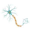 Diagram of a neuron, cerebral cortex. Royalty Free Stock Photo